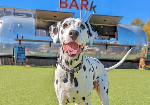 Fetch Dog Park - Dalmation dog