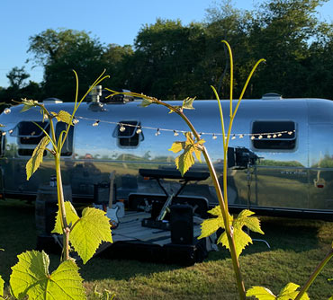 Airstream at winery - grape vines